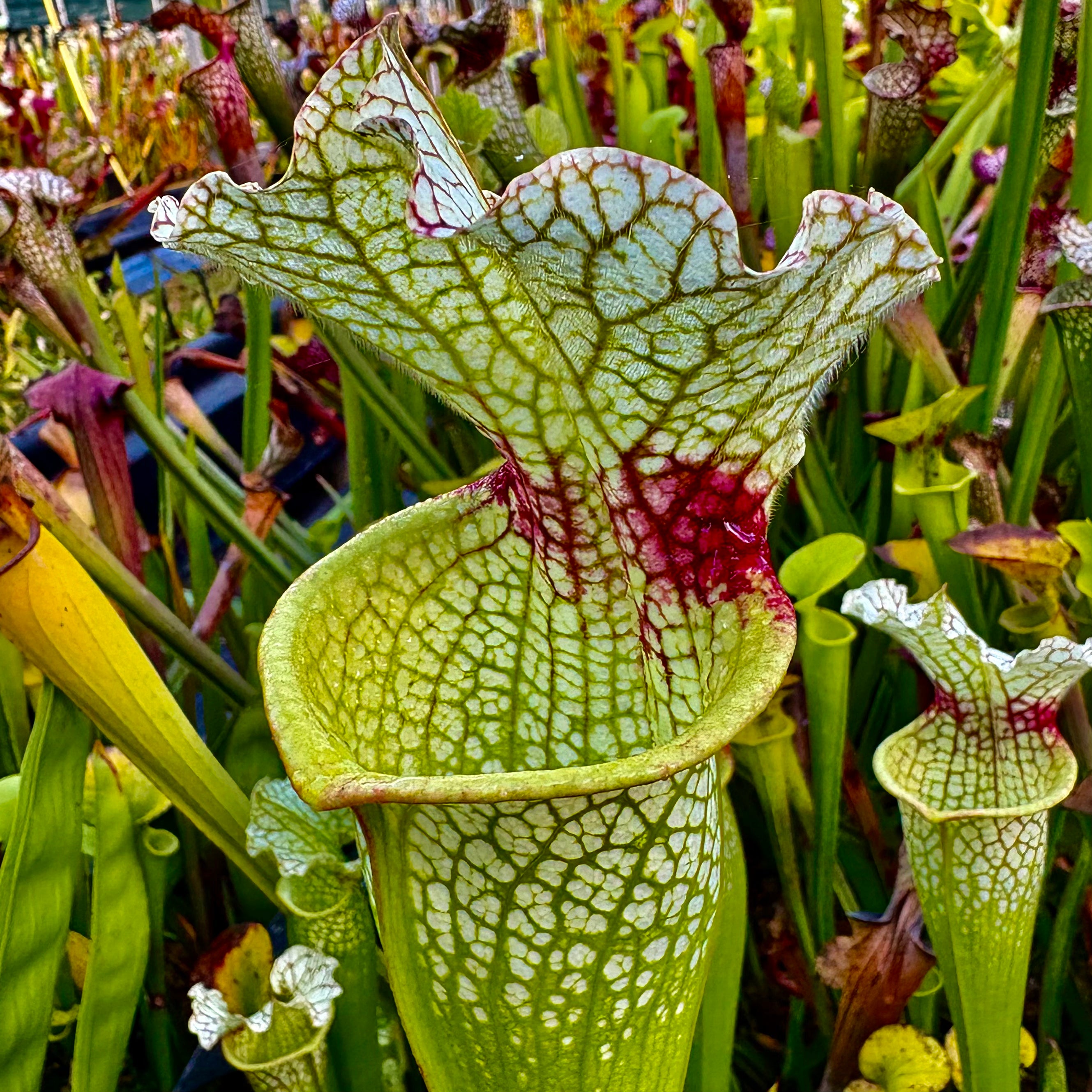 Sarracenia x moorei cv. 'Wilkerson's White Knight'