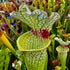 Sarracenia x moorei cv. 'Wilkerson's White Knight'