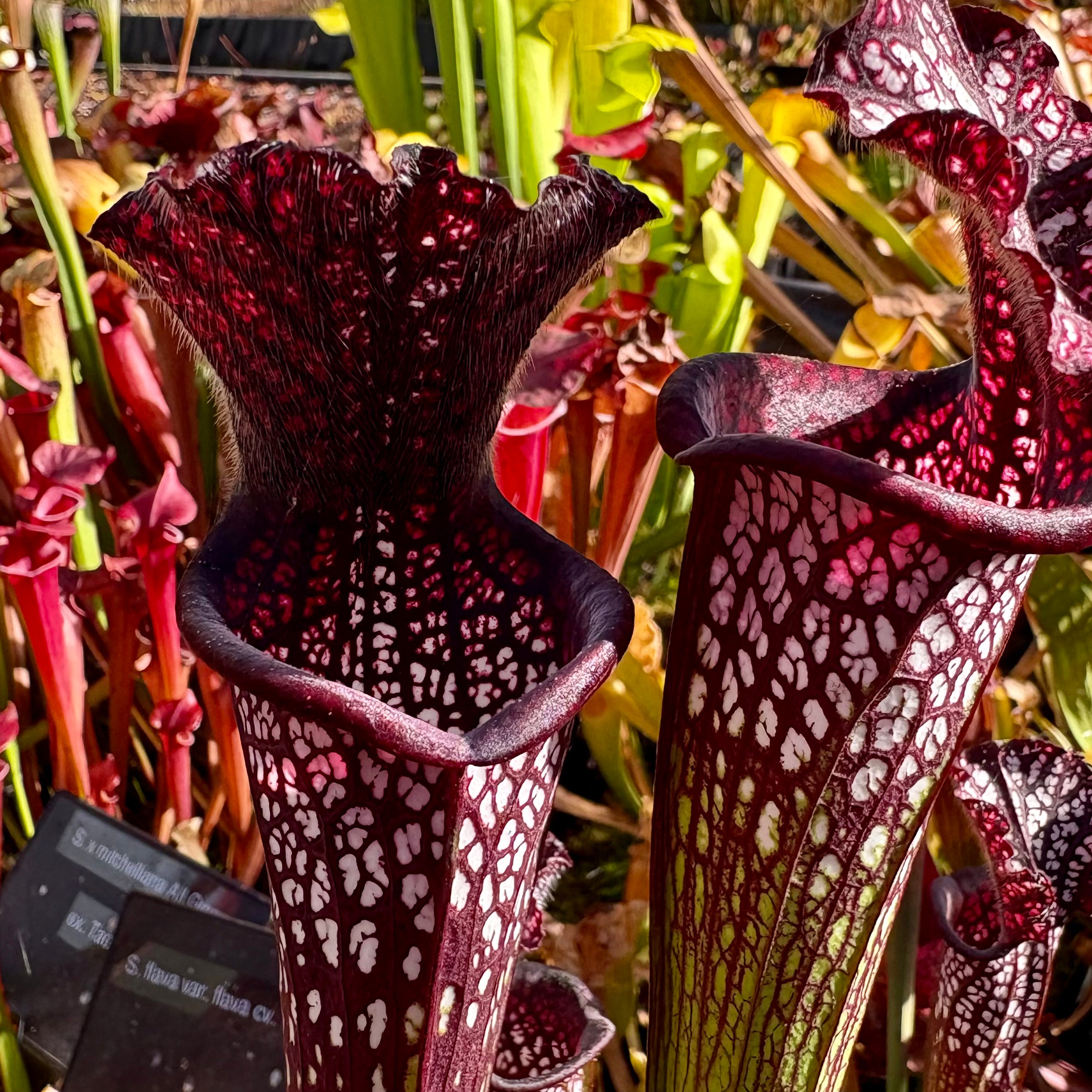Sarracenia leucophylla cv. ‘Black Sheer’