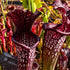 Sarracenia leucophylla cv. ‘Black Sheer’