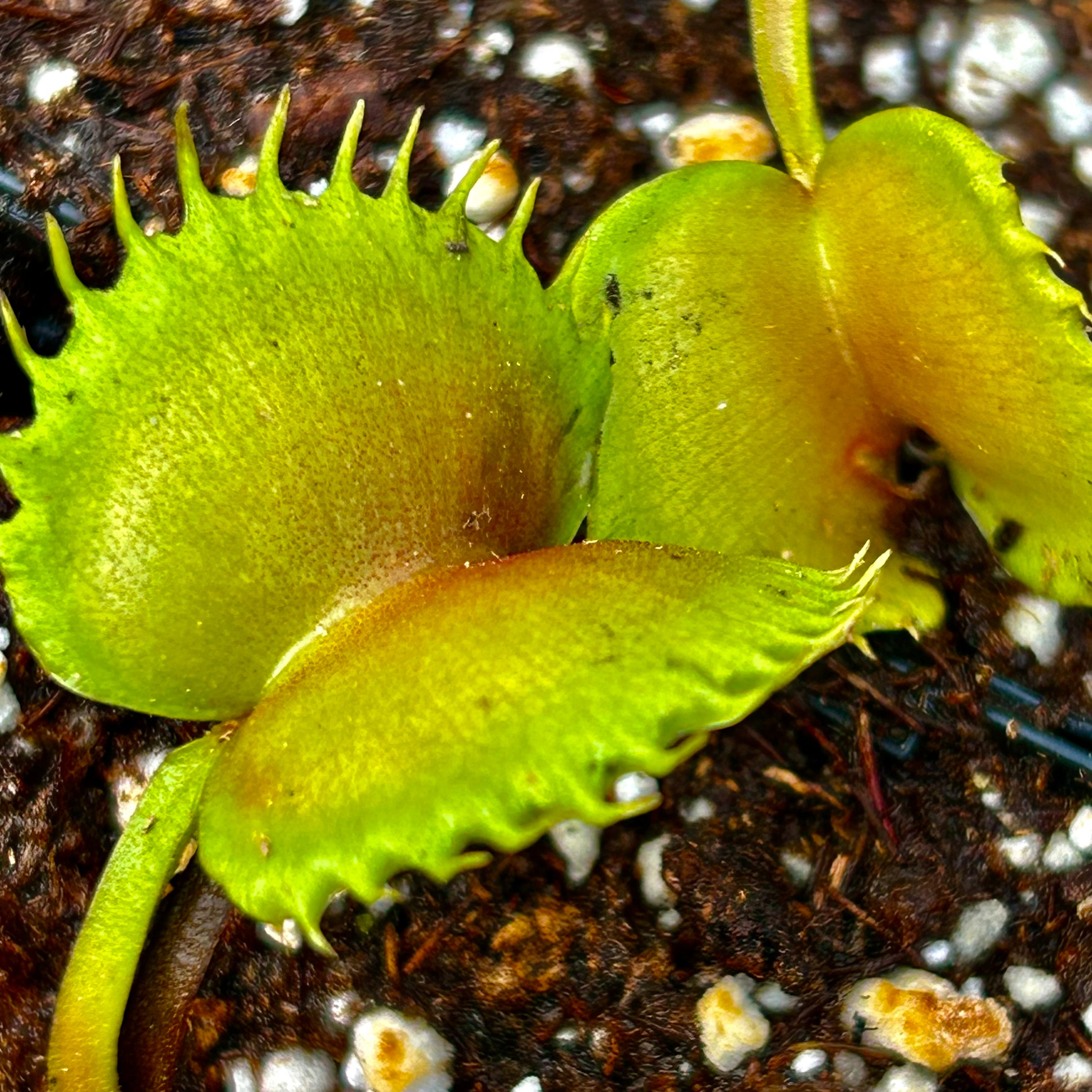 Dionaea muscipula - ‘Warewolf’