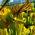 Sarracenia cv. 'Hugh Jampton'
