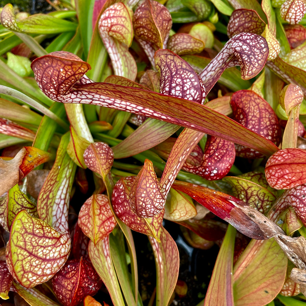 SARRACENIA PSITTACINA - THE PARROT PITCHER – Hewitt-Cooper Carnivorous ...