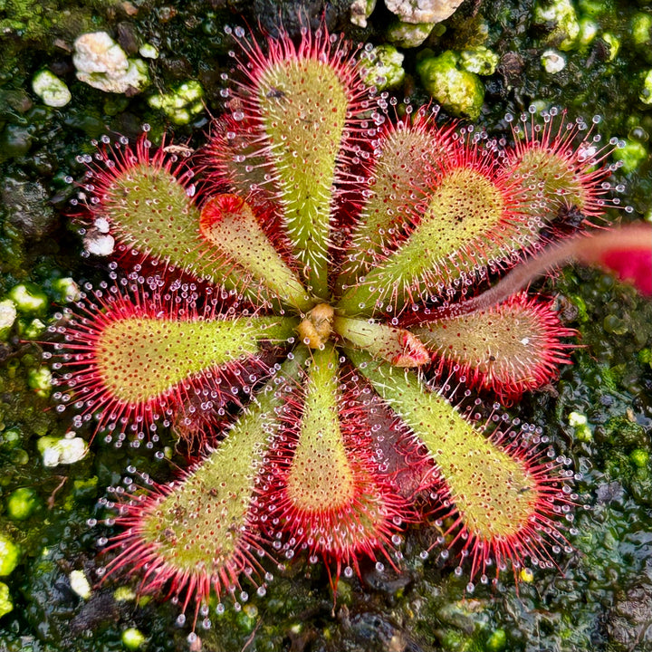 DROSERA - SUBTROPICAL SPECIES – Page 2 – Hewitt-Cooper Carnivorous Plants