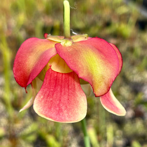 Sarracenia x areolata - leucophylla x alata ‘red lid’