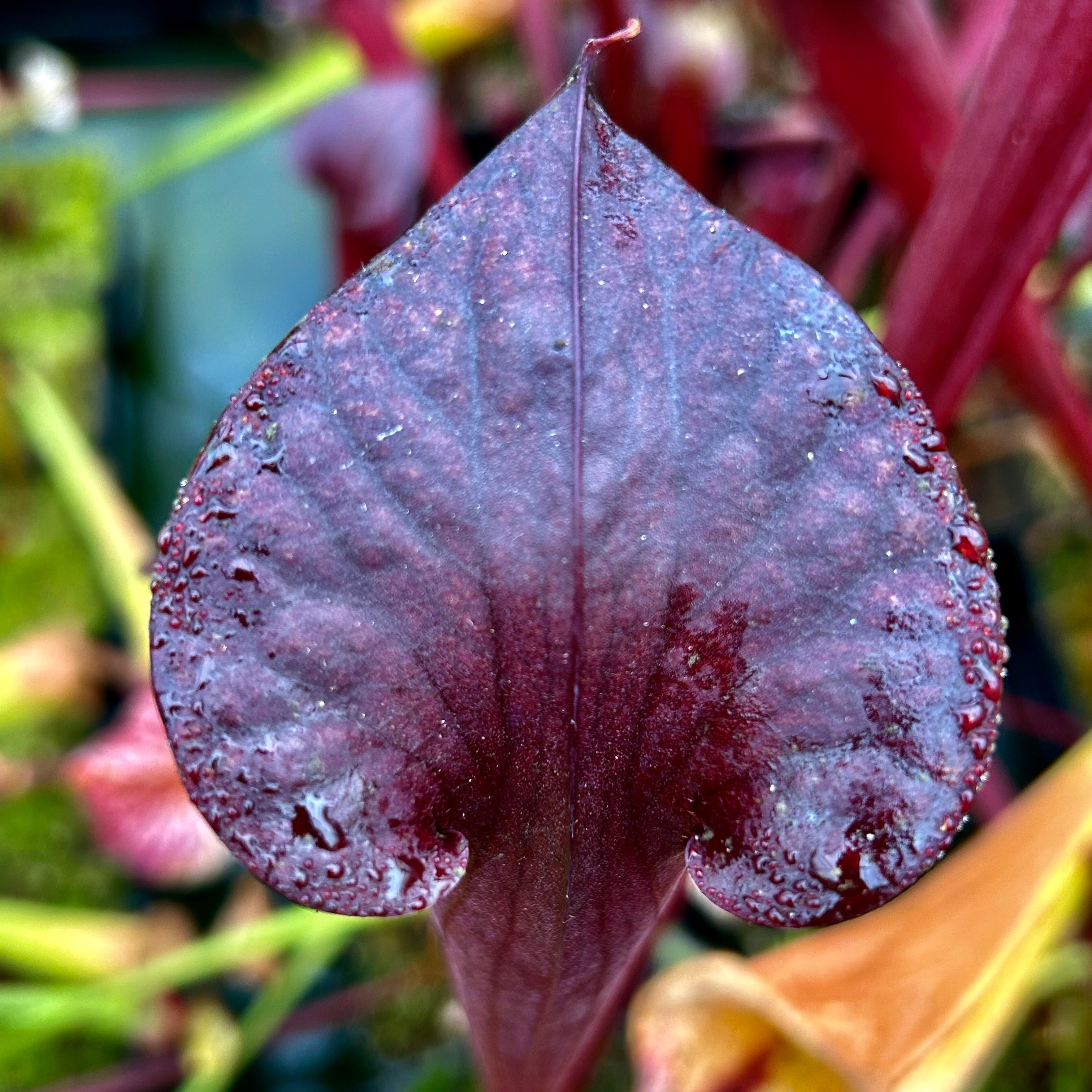 Sarracenia x soperi 'Bernie's Red'
