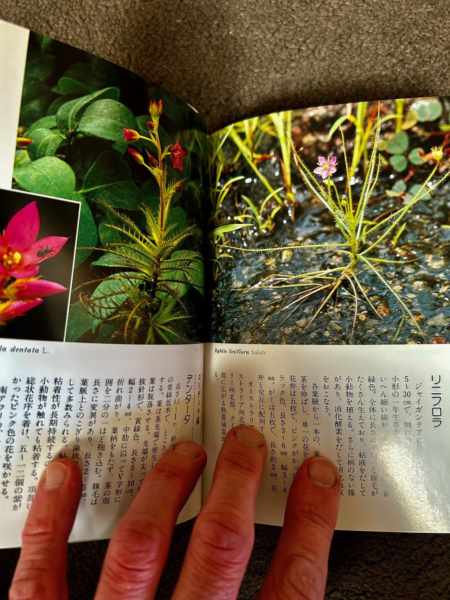 The Carnivorous Plants, Kondo & Kondo 2007
