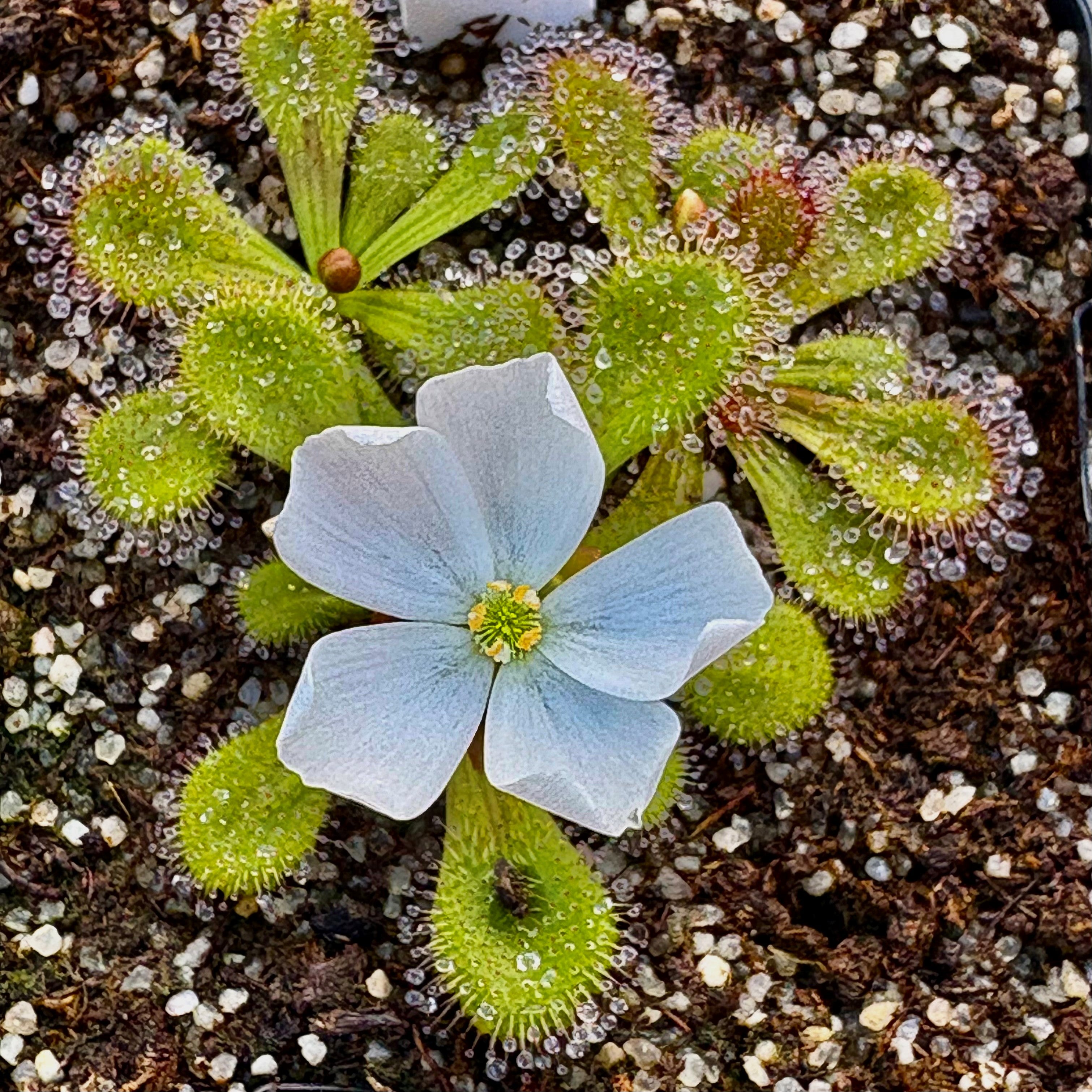 Drosera aberrans - South Australia Form DAB-1
