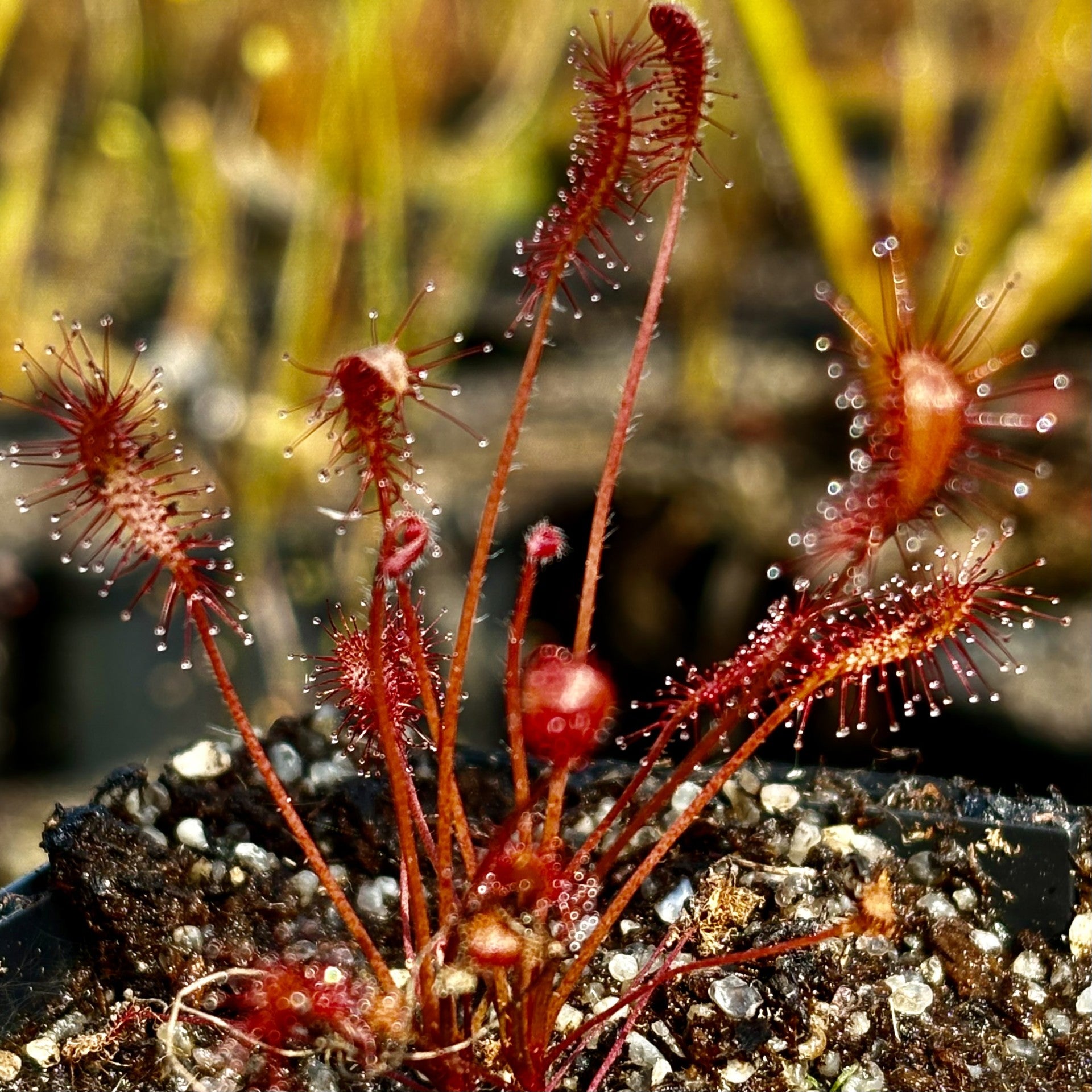 Drosera affinis - Namibia