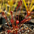 Drosera affinis - Namibia