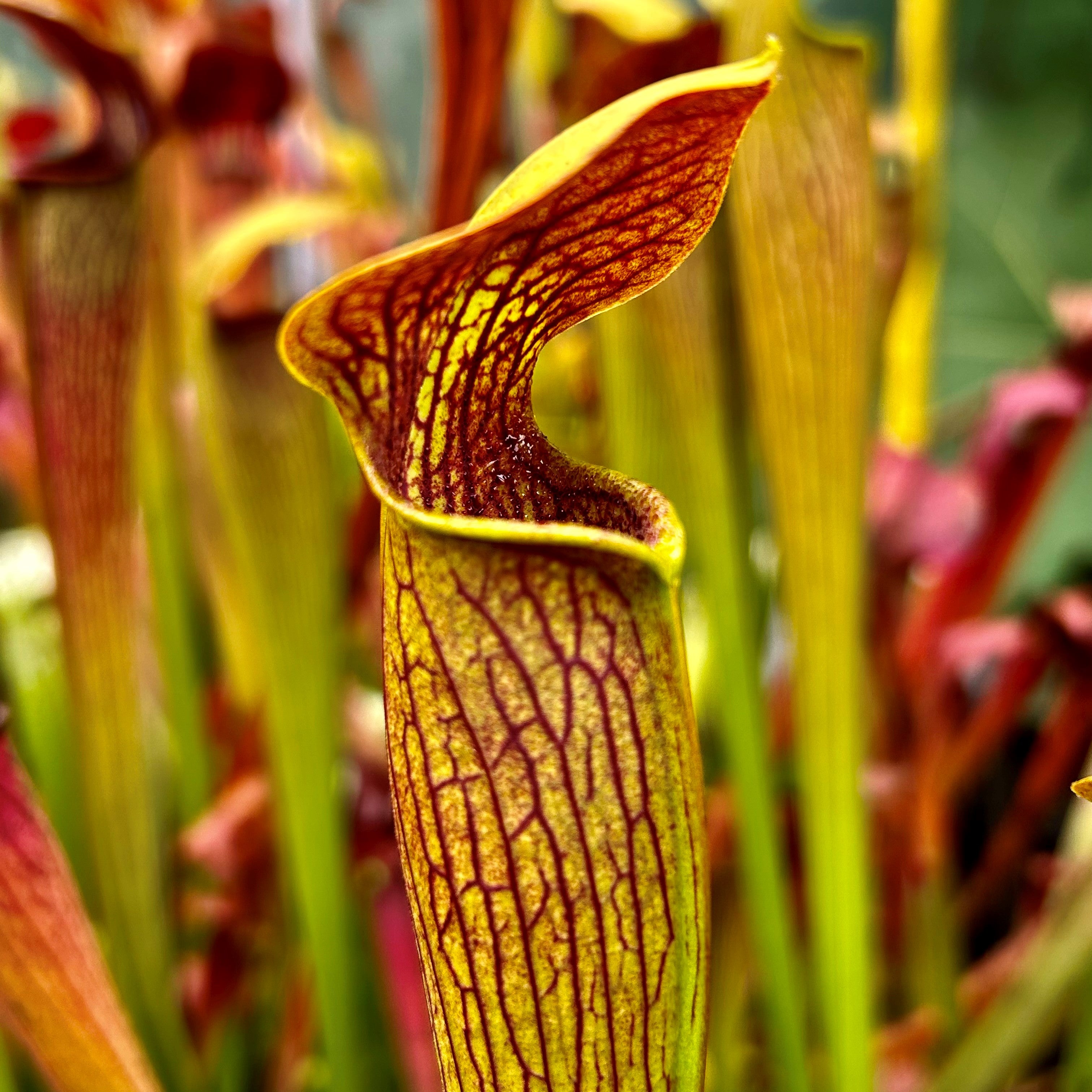 Sarracenia alata - Mixed Clones, Highway 15, Stone Co, Mississippi