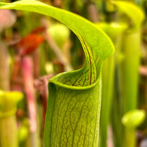 Sarracenia alata var. alata - Pubescent form, Hairy pitchers