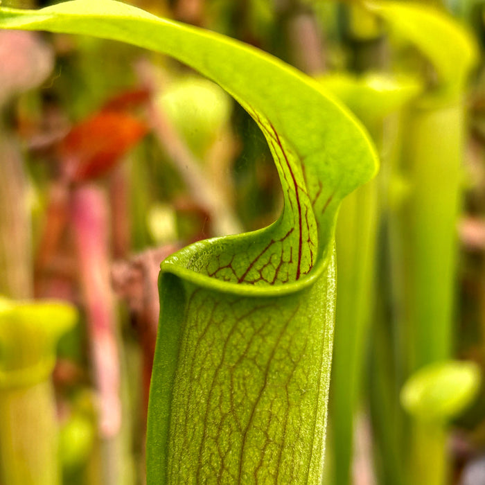 Sarracenia alata var. alata - Pubescent form, Hairy pitchers