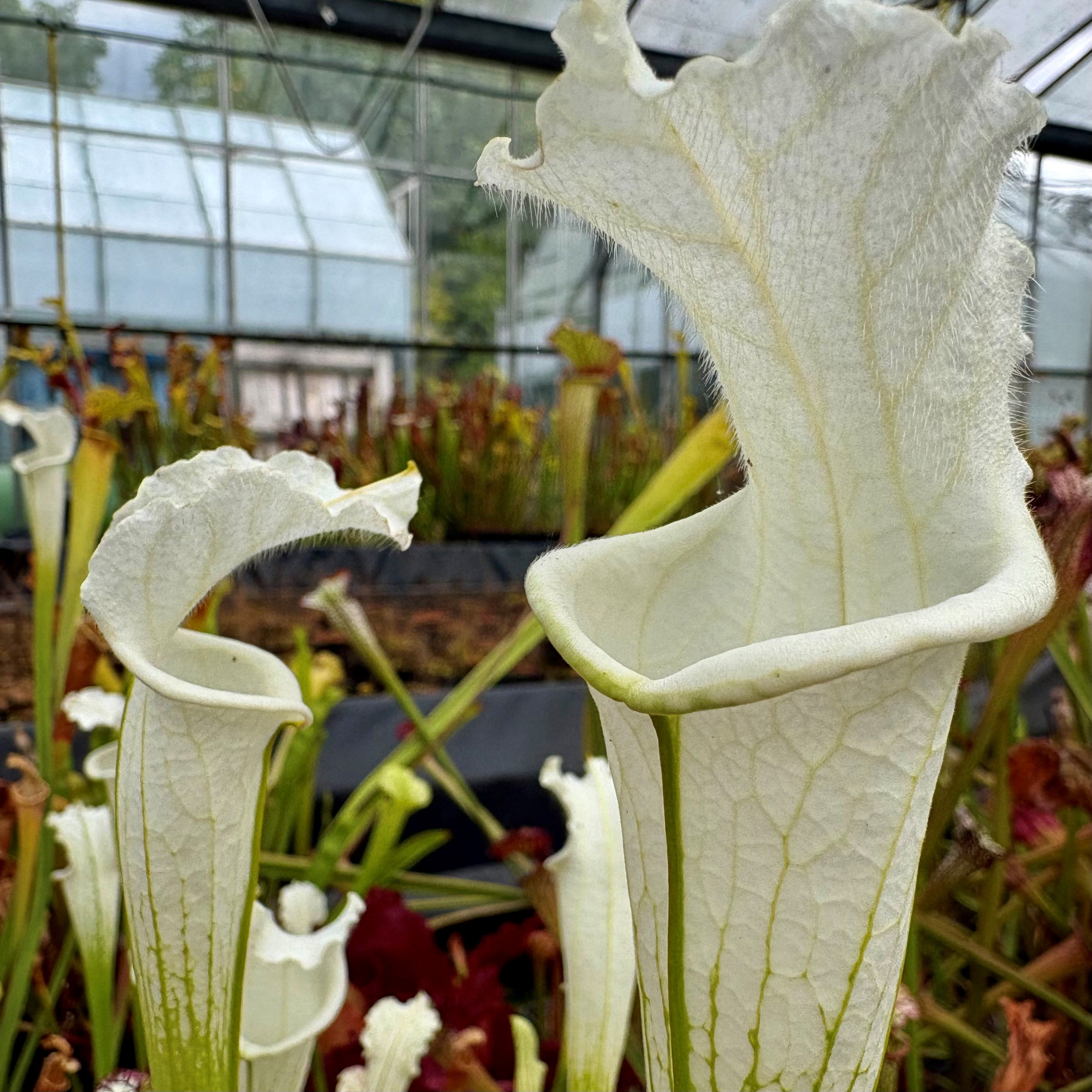 Sarracenia leucophylla var. alba - Clone 2