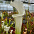 Sarracenia leucophylla var. alba - Clone 2