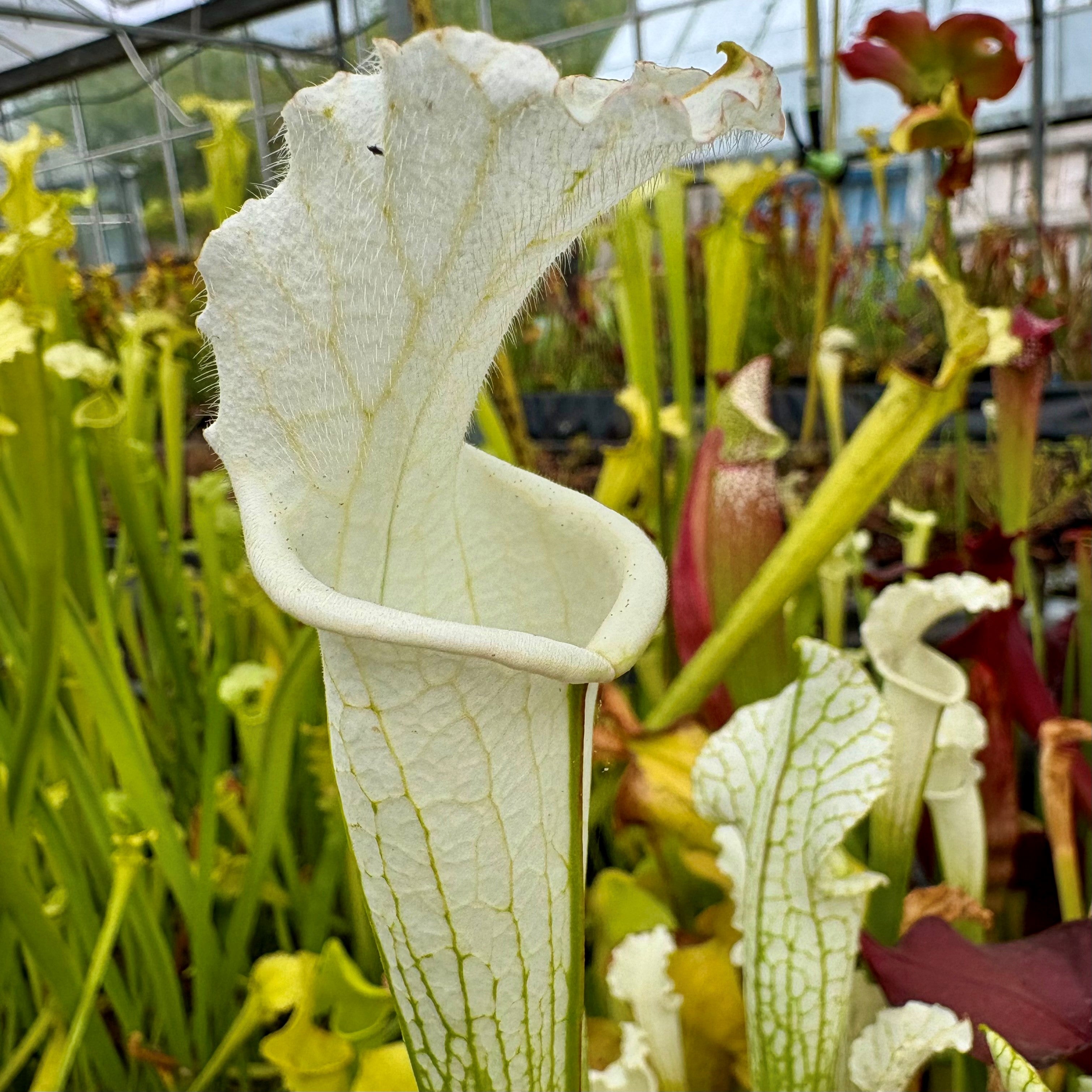 Sarracenia leucophylla var. alba - ex. Klein