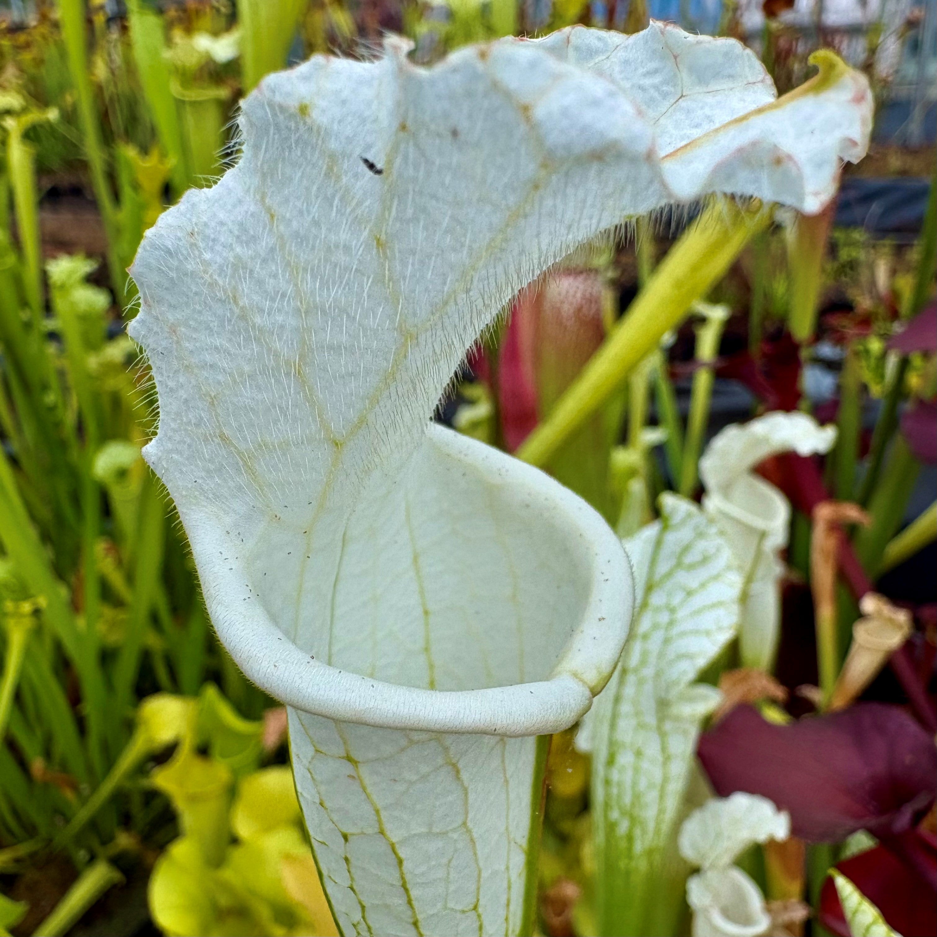 Sarracenia leucophylla var. alba - ex. Klein