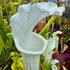 Sarracenia leucophylla var. alba - ex. Klein