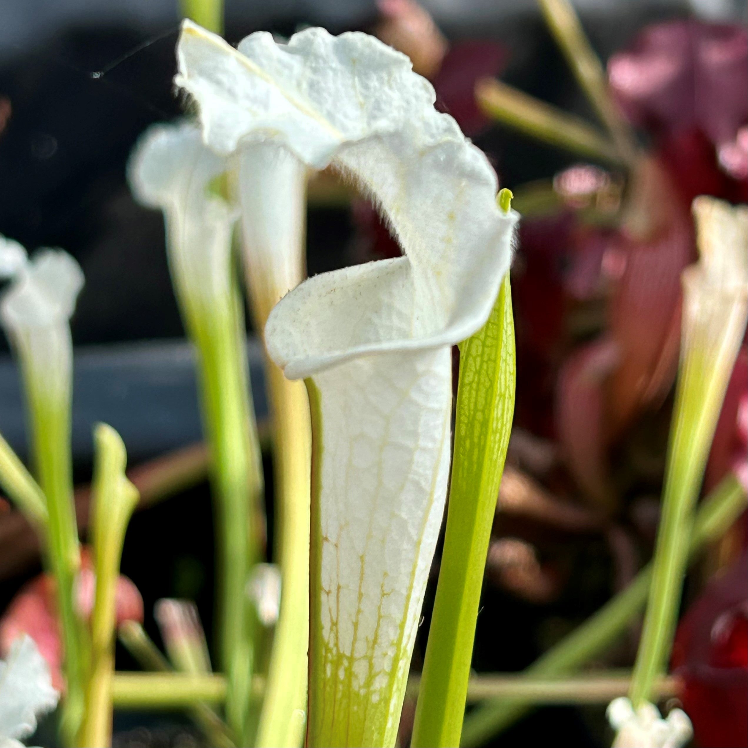 Sarracenia leucophylla var. alba - Clone 2