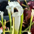 Sarracenia leucophylla var. alba - Clone 2