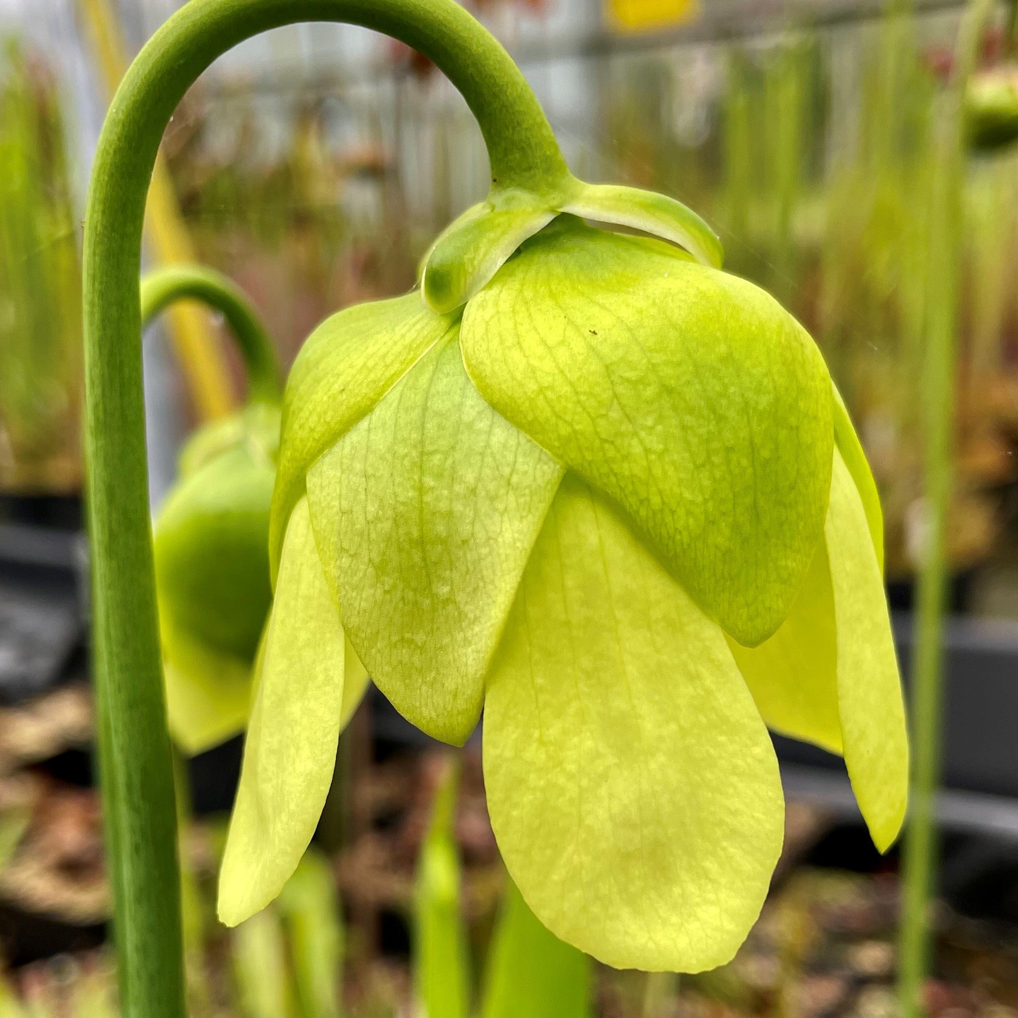 Sarracenia x harperi - Anthocyanin Free