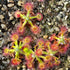 Drosera androsacea