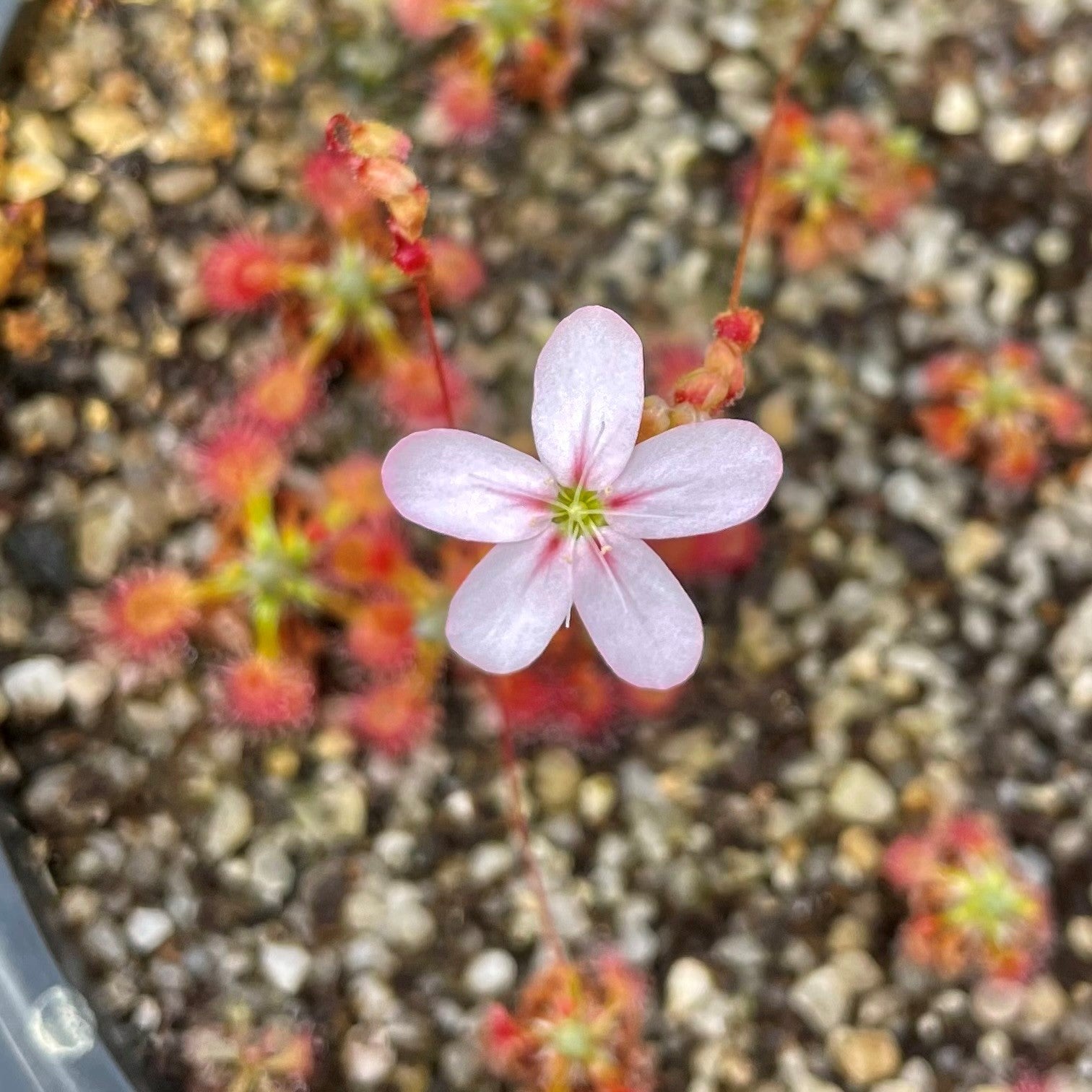Drosera androsacea