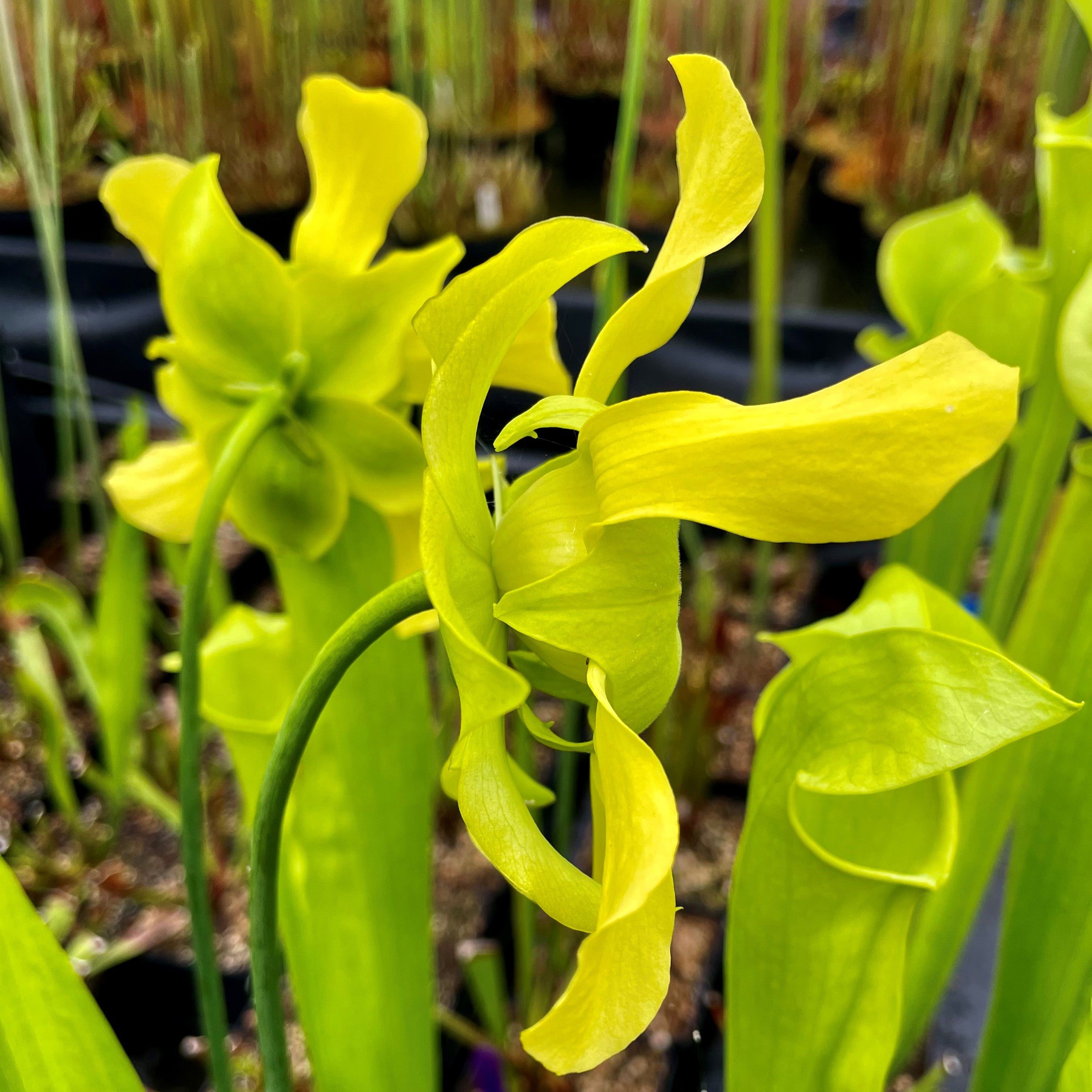 Sarracenia x harperi - Anthocyanin Free