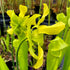 Sarracenia x harperi - Anthocyanin Free