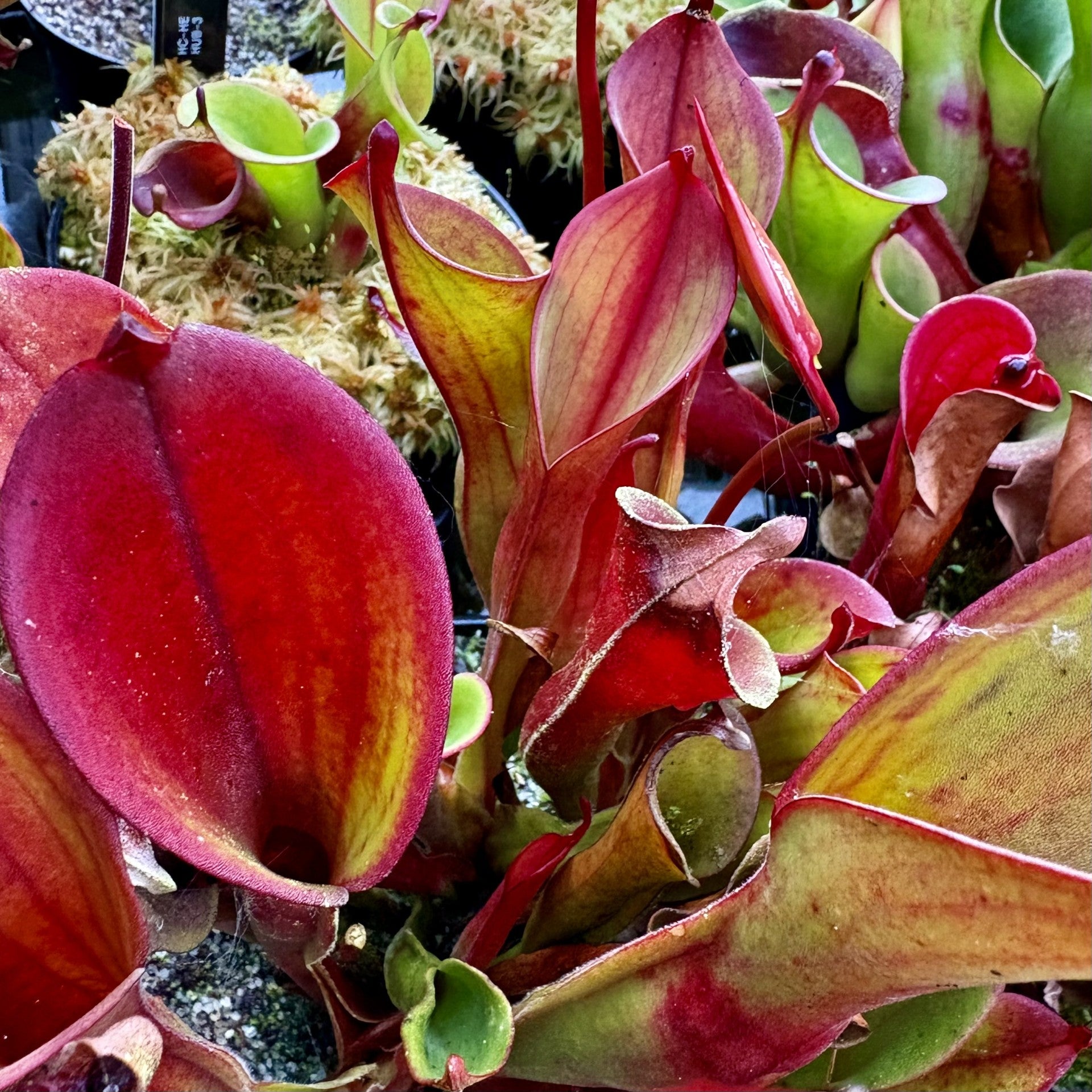 Heliamphora arenicola - 1988 Collection, Tramen Tepui ARE-2