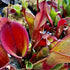 Heliamphora arenicola - 1988 Collection, Tramen Tepui ARE-2