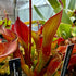 Heliamphora arenicola - 1988 Collection, Tramen Tepui ARE-2