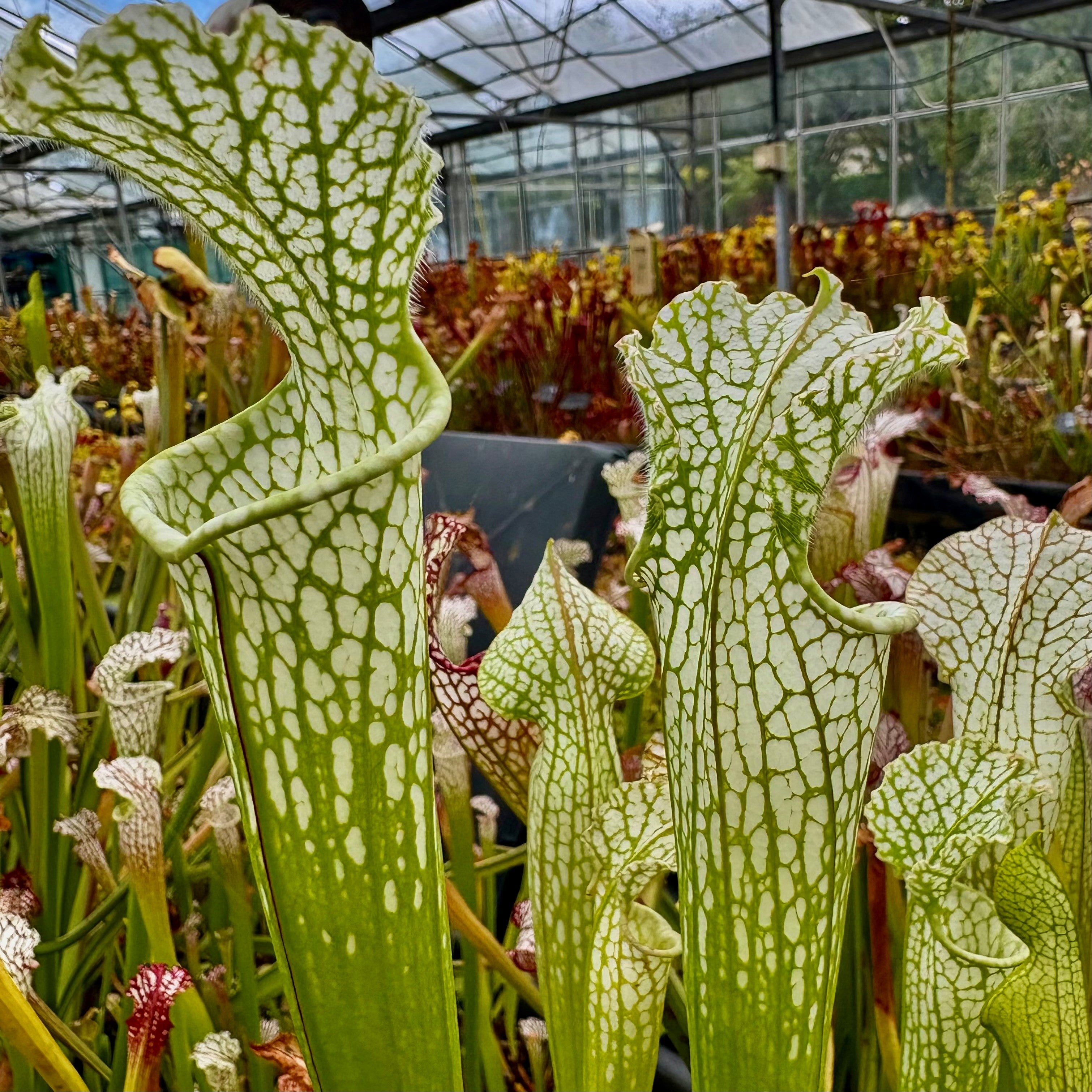 Sarracenia leucophylla var. leucophylla - Green & White, Ben's Bog, Perdido, Baldwin Co., Alabama