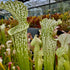 Sarracenia leucophylla var. leucophylla - Bens Bog, Baldwin Co., Alabama