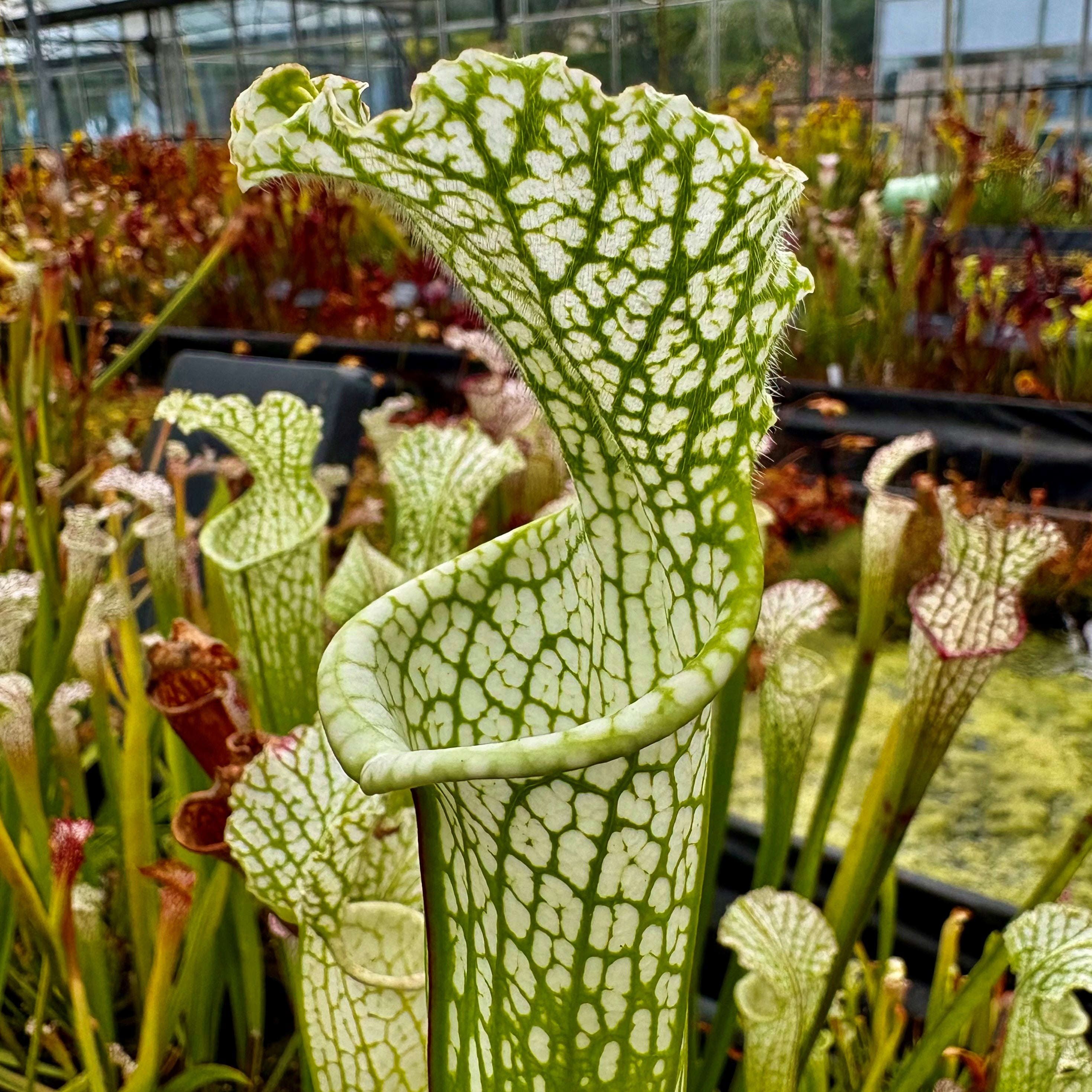 Sarracenia leucophylla var. leucophylla - Bens Bog, Baldwin Co., Alabama