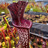 Sarracenia leucophylla cv. ‘Black Sheer’