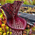 Sarracenia leucophylla cv. ‘Black Sheer’