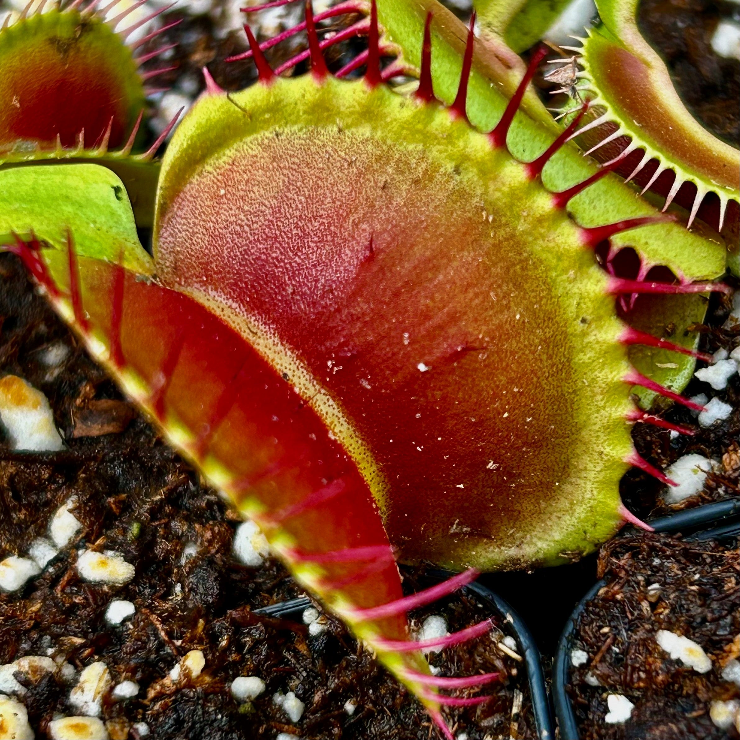 Dionaea muscipula - cv. 'Black Pearl'