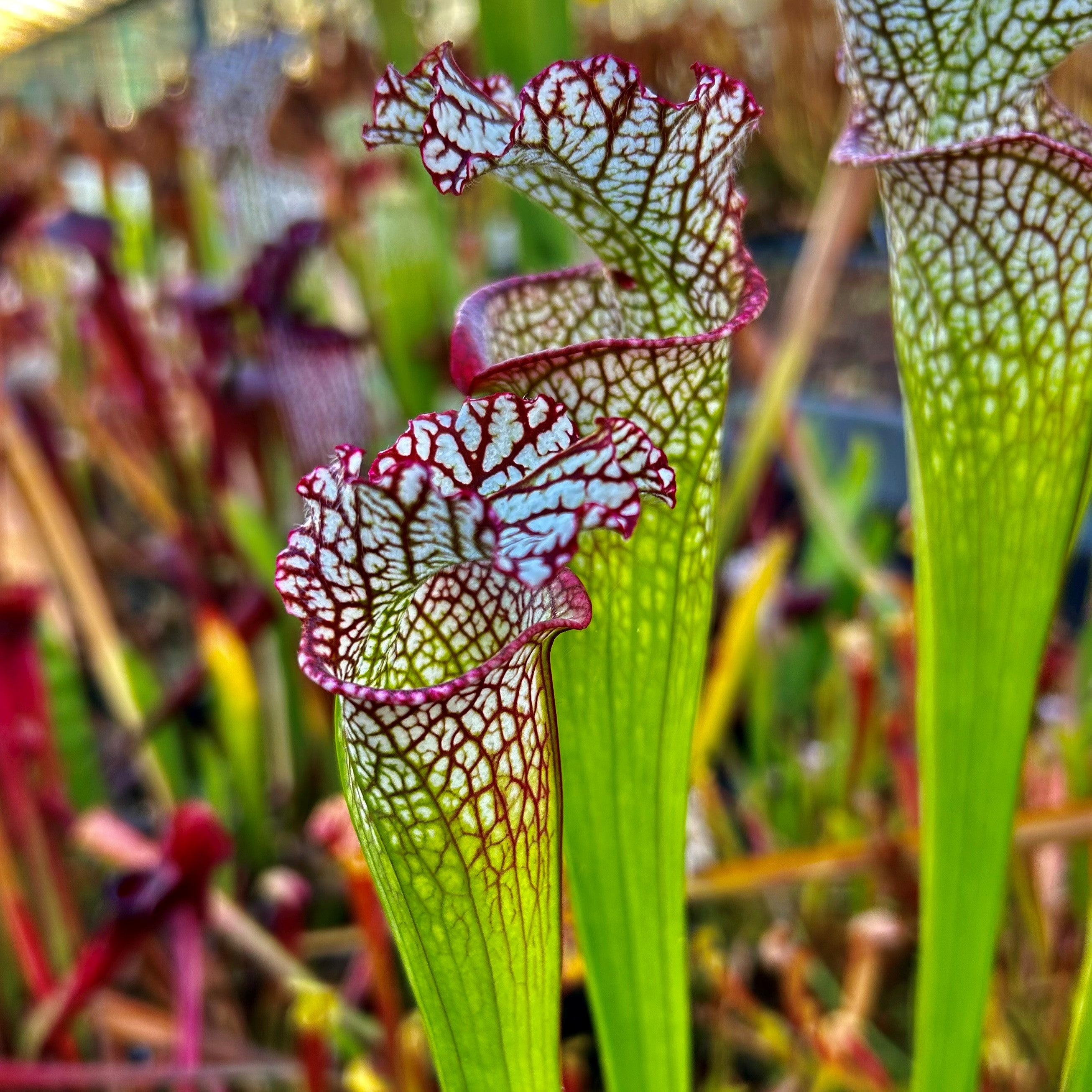 Sarracenia leucophylla cv. 'Bocaza'