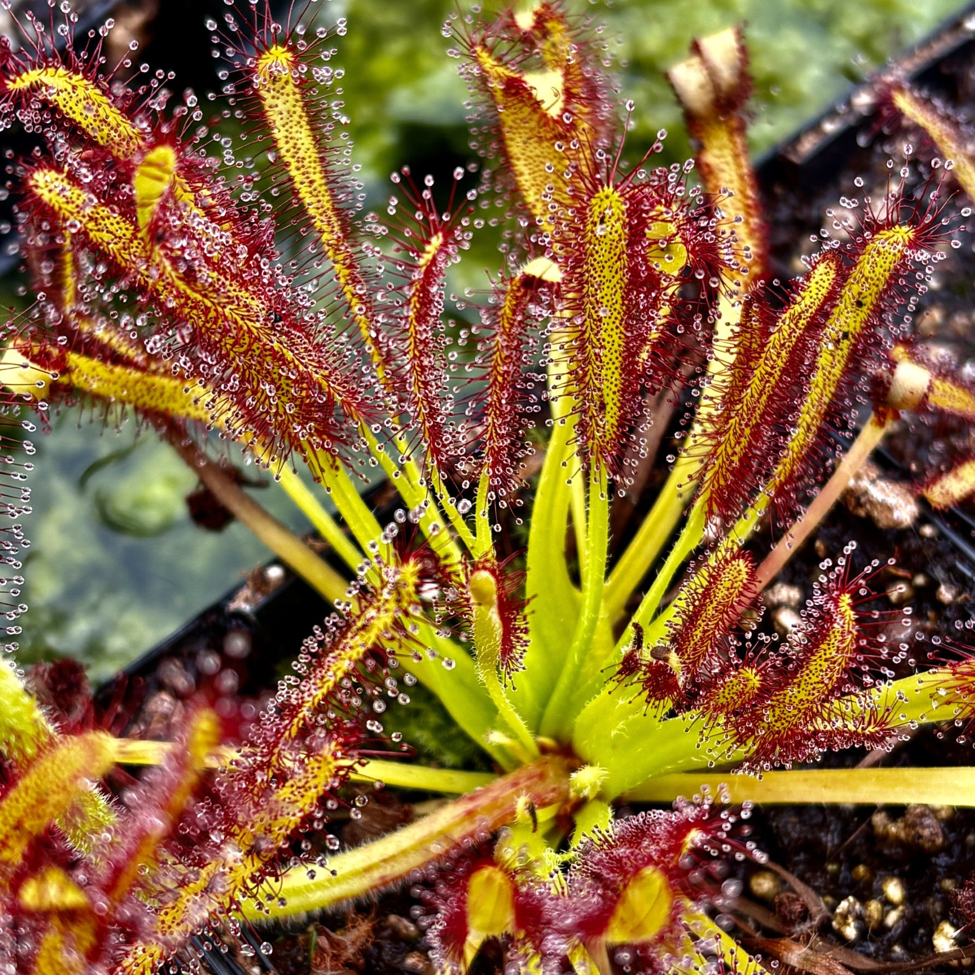 Drosera capensis - Crestate Form
