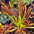 Drosera capensis - Crestate Form