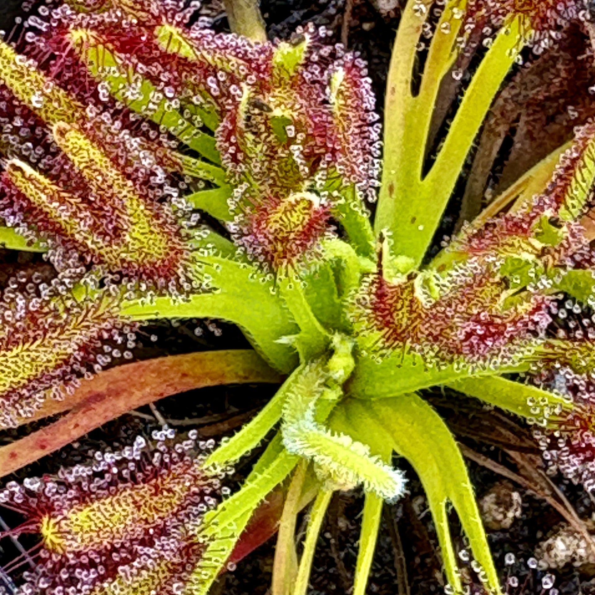 Drosera capensis - Crestate Form