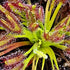 Drosera capensis - Crestate Form