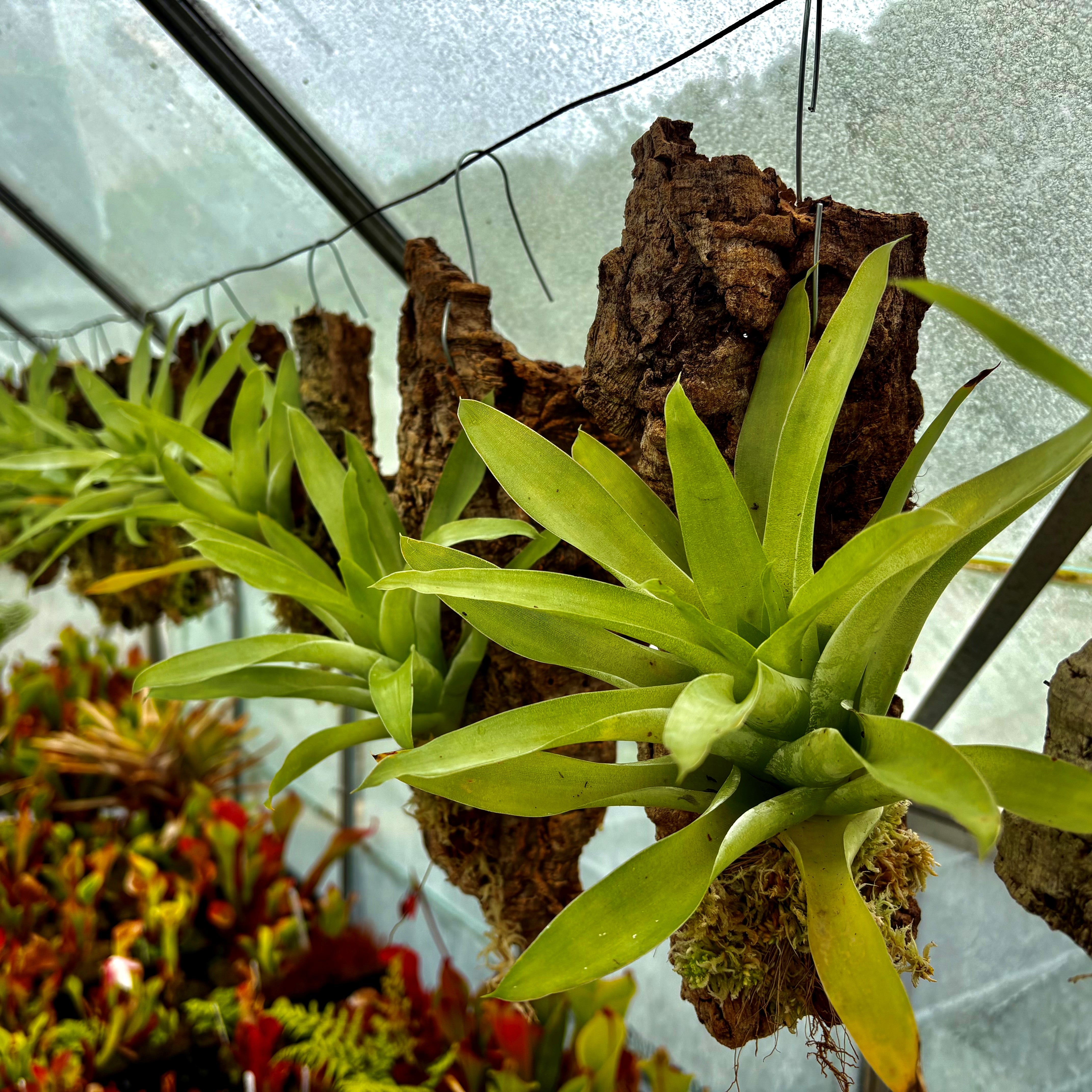 Catopsis morreniana