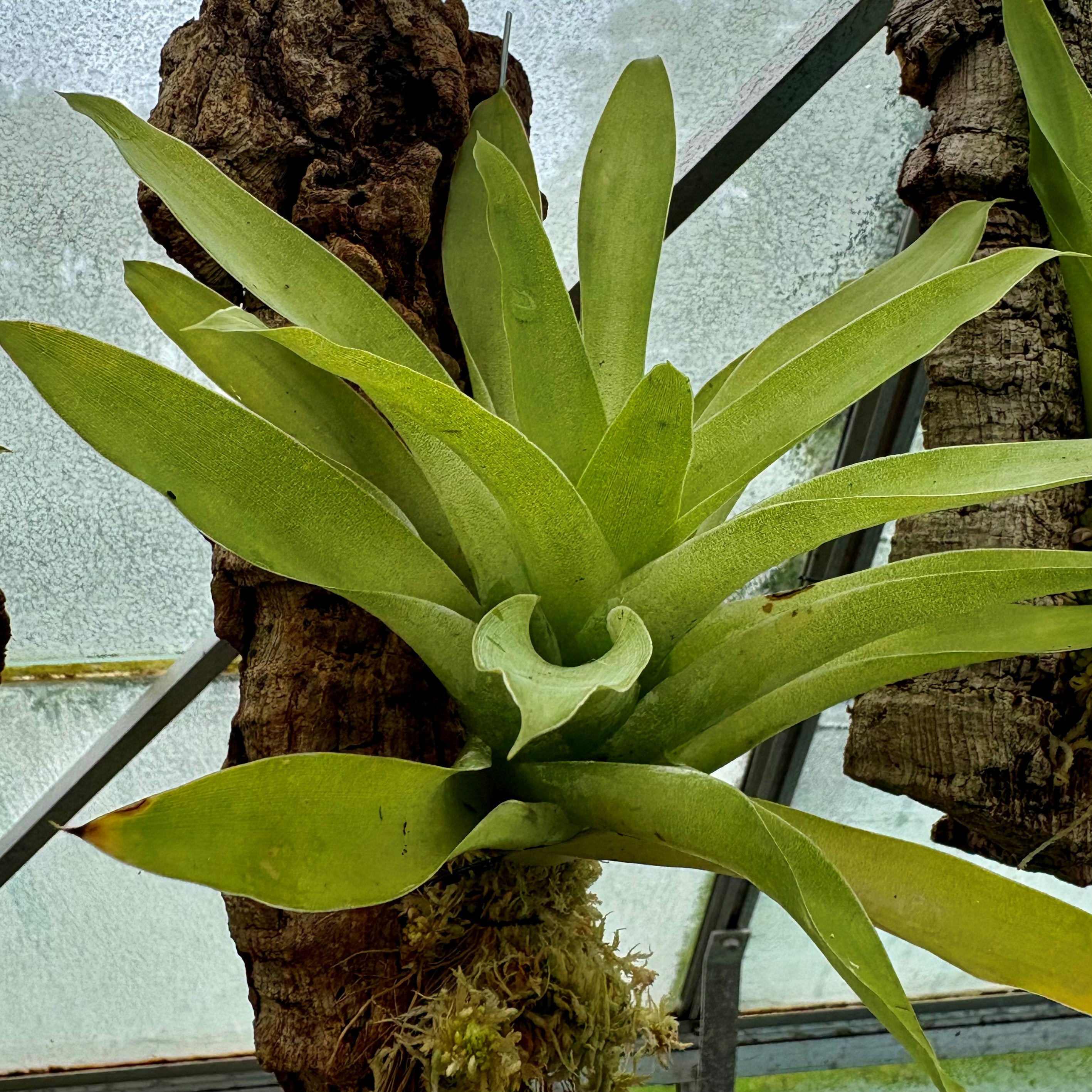 Catopsis morreniana