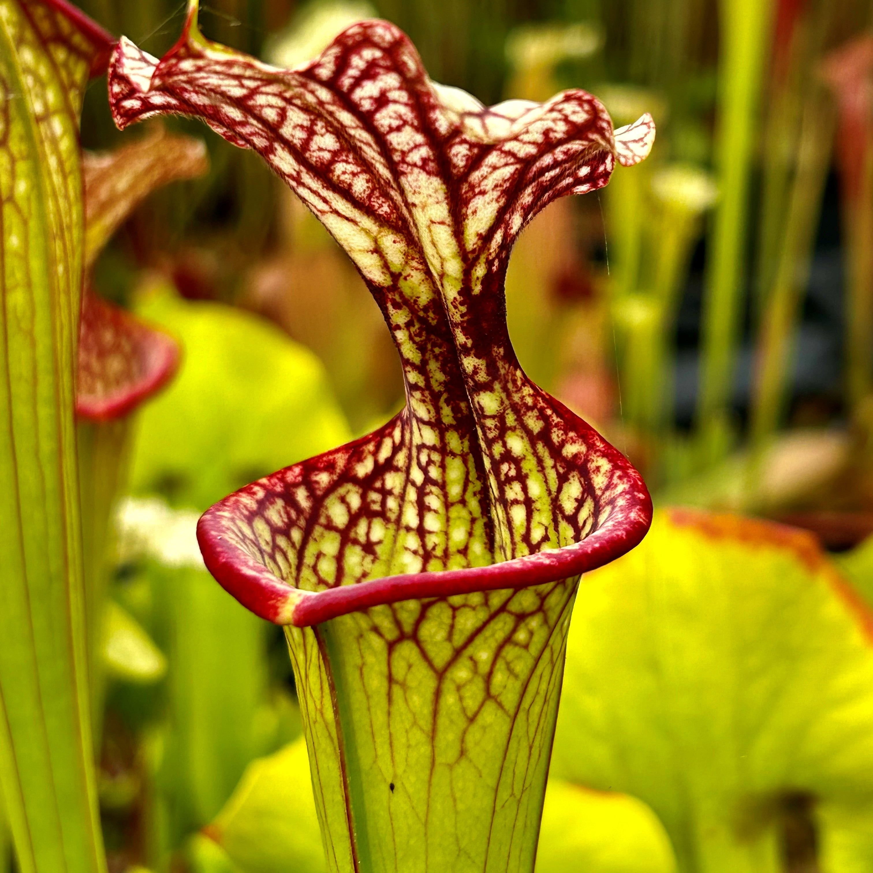 Sarracenia x moorei cv. 'Esme Cowlard'