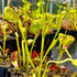 Dionaea muscipula - cv. 'Crankywankydoodah'