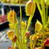 Dionaea muscipula - cv. 'Crankywankydoodah'