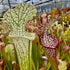 Sarracenia leucophylla var. leucophylla - Ctenium Fields, Perdido, Baldwin Co., Alabama
