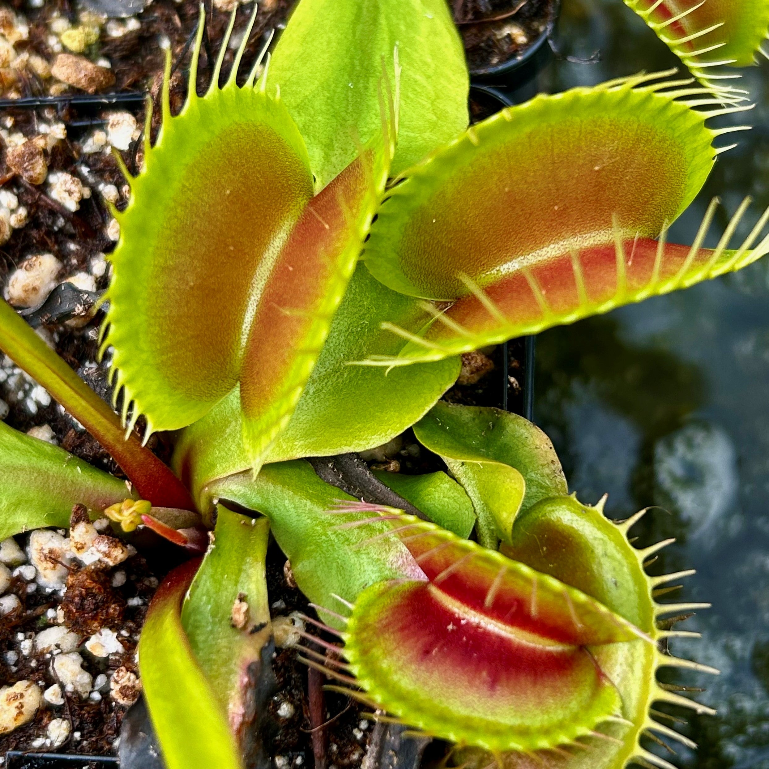 Dionaea musicpula - cv. 'Darwin'